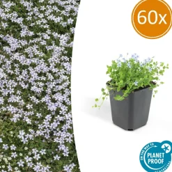 LA GREEN TOUCH - Isotoma fluviatilis x60 – entre 3,75 et 5m2
