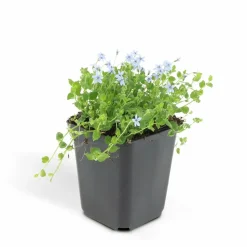 LA GREEN TOUCH - Isotoma fluviatilis x60 – entre 3,75 et 5m2