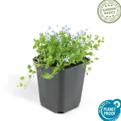 LA GREEN TOUCH - Isotoma fluviatilis x60 – entre 3,75 et 5m2