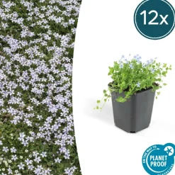 LA GREEN TOUCH - Isotoma fluviatilis x60 – entre 3,75 et 5m2