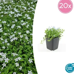 LA GREEN TOUCH - Isotoma fluviatilis 'alba' x60 – entre 3,75 et 5m2