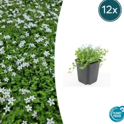 LA GREEN TOUCH - Isotoma fluviatilis 'alba' x40 – entre 2,5 et 3,33m2
