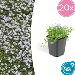 LA GREEN TOUCH - Isotoma fluviatilis x6 – entre 0,38 et 0,5m2