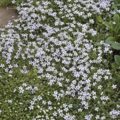 LA GREEN TOUCH - Isotoma fluviatilis x12 – entre 0,75 et 1m2