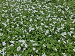 LA GREEN TOUCH - Isotoma fluviatilis 'alba' x12 – entre 0,75 et 1m2