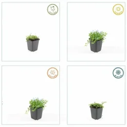 LA GREEN TOUCH - Isotoma fluviatilis 'alba' x20 – entre 1,25 et 1,67m2