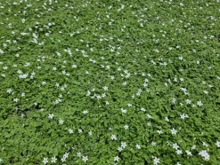 LA GREEN TOUCH - Isotoma fluviatilis 'alba' x20 – entre 1,25 et 1,67m2