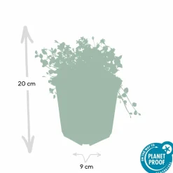 LA GREEN TOUCH - Isotoma fluviatilis x20 – entre 1,25 et 1,67m2