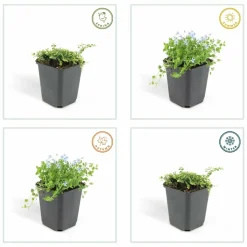 LA GREEN TOUCH - Isotoma fluviatilis x20 – entre 1,25 et 1,67m2