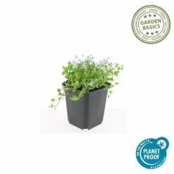 LA GREEN TOUCH - Isotoma fluviatilis 'alba' x6 – entre 0,38 et 0,5m2