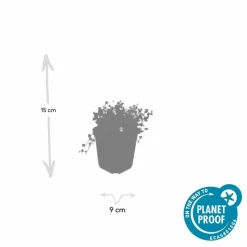 LA GREEN TOUCH - Isotoma fluviatilis 'alba' x6 – entre 0,38 et 0,5m2
