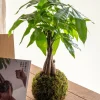 LA GREEN TOUCH - Kit kokedama - pachira