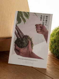 LA GREEN TOUCH - Kit kokedama - pachira