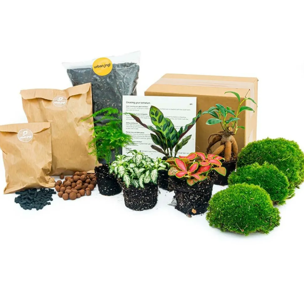 LA GREEN TOUCH - Kit rempotage plantes pour terrarium 5 plantes : calathéa + ficus + asparagus + 2 fittonia -