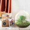 LA GREEN TOUCH - Kit terrarium diy - dome xl asparagus + lierre + fittonia - rateau + pelle + pince