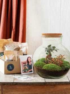 LA GREEN TOUCH - Kit terrarium diy - teddy ficus + fittonia - rateau + pelle + pince + ciseaux