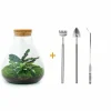 LA GREEN TOUCH - Kit terrarium diy - sama calathea + fittonia verte - rateau + pelle + pince