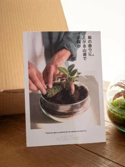 LA GREEN TOUCH - Kit terrarium diy - bohol