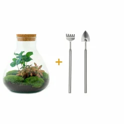 LA GREEN TOUCH - Kit terrarium diy - sama caféier + fittonia rouge - rateau + pelle