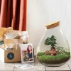LA GREEN TOUCH - Kit terrarium diy - doorn ficus + 2 fittonia - rateau + pelle