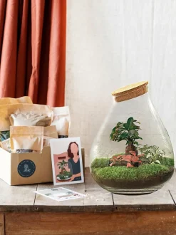 LA GREEN TOUCH - Kit terrarium diy - doorn ficus + 2 fittonia - rateau + pelle