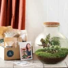 LA GREEN TOUCH - Kit terrarium diy - baobab calathea + asparagus + fittonia - rateau + pelle + pince