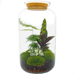 LA GREEN TOUCH - Kit terrarium diy - salen - sans outil