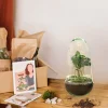 LA GREEN TOUCH - Kit terrarium diy - alba caféier -