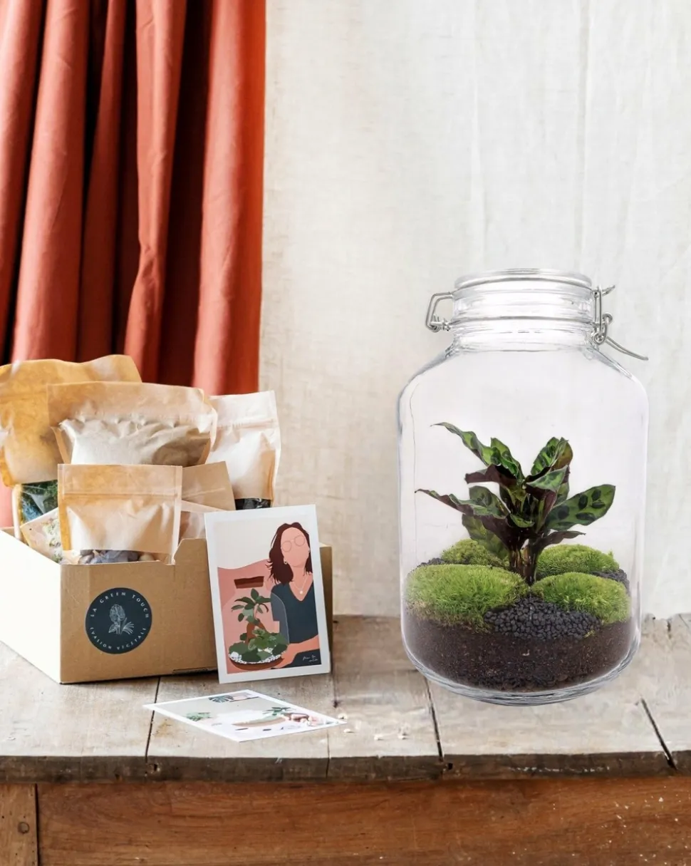 LA GREEN TOUCH - Kit terrarium diy - oslo calathéa leopardina - sans outil