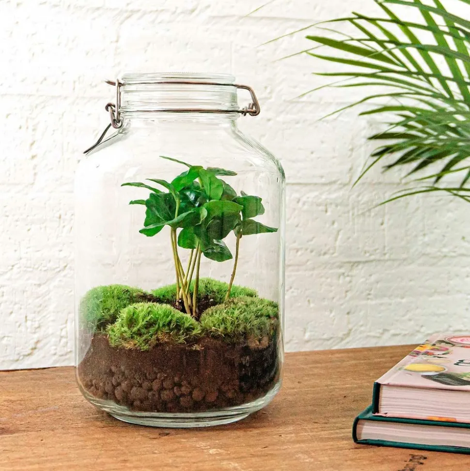 LA GREEN TOUCH - Kit terrarium diy - oslo calathéa leopardina - sans outil