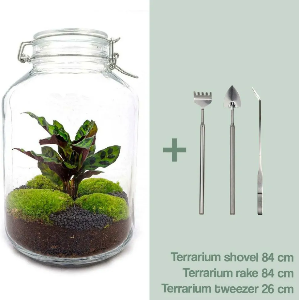 LA GREEN TOUCH - Kit terrarium diy - oslo calathéa leopardina - sans outil