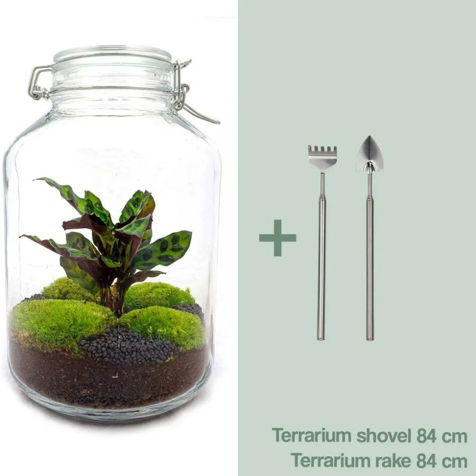 LA GREEN TOUCH - Kit terrarium diy - oslo calathéa leopardina - sans outil
