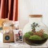 LA GREEN TOUCH - Kit terrarium diy - teddy ficus + fittonia - rateau + pelle + pince
