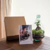 LA GREEN TOUCH - Kit terrarium diy - cortica