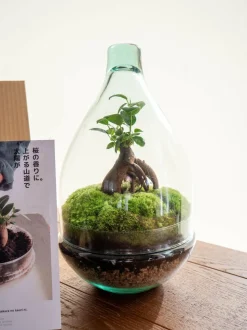 LA GREEN TOUCH - Kit terrarium diy - cortica
