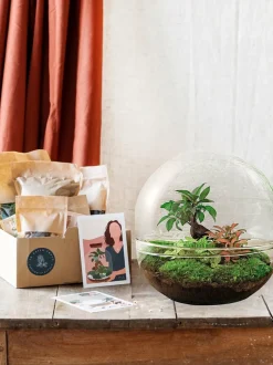 LA GREEN TOUCH - Kit terrarium diy - dome xl ficus + 2 fittonia - rateau + pelle