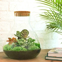 LA GREEN TOUCH - Kit terrarium diy - samos sans led calathea + fittonia rouge et verte - sans outil