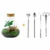 LA GREEN TOUCH - Kit terrarium diy - sama caféier + fittonia rouge - rateau + pelle + pince + ciseaux