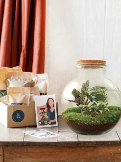 LA GREEN TOUCH - Kit terrarium diy - baobab calathea + asparagus + fittonia - rateau + pelle + pince + ciseaux