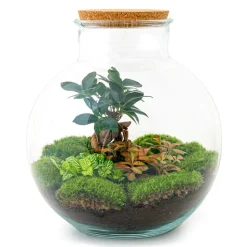LA GREEN TOUCH - Kit terrarium diy - baobab calathea + asparagus + fittonia - rateau + pelle + pince + ciseaux