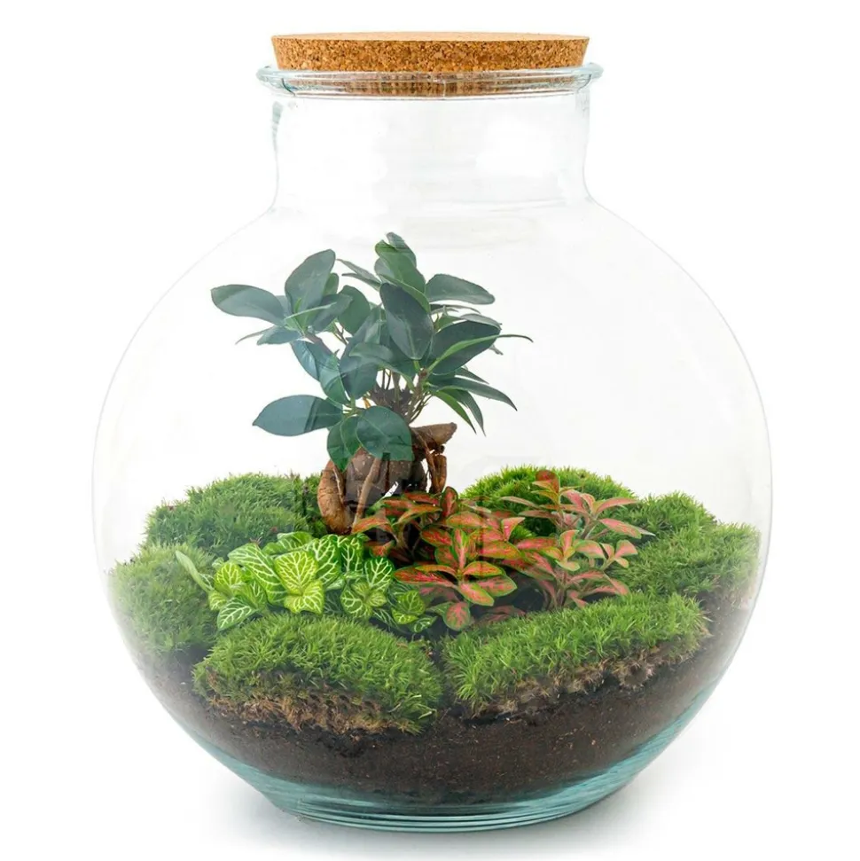 LA GREEN TOUCH - Kit terrarium diy - baobab calathea + asparagus + fittonia - rateau + pelle + pince + ciseaux