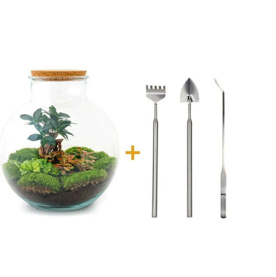 LA GREEN TOUCH - Kit terrarium diy - baobab calathea + asparagus + fittonia - rateau + pelle + pince + ciseaux