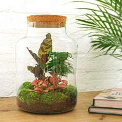 LA GREEN TOUCH - Kit terrarium diy - mila sans led calathea + asparagus + fittonia - sans outil