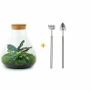LA GREEN TOUCH - Kit terrarium diy - sama calathea + fittonia verte - rateau + pelle
