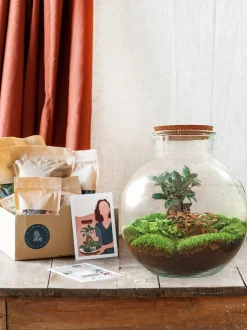 LA GREEN TOUCH - Kit terrarium diy - baobab ficus + 2 fittonia - sans outil