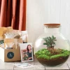 LA GREEN TOUCH - Kit terrarium diy - baobab ficus + 2 fittonia - rateau + pelle