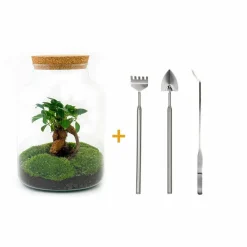 LA GREEN TOUCH - Kit terrarium diy - mila sans led ficus - rateau + pelle + pince