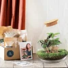 LA GREEN TOUCH - Kit terrarium diy - doorn calathéa + caféier + fittonia - rateau + pelle
