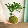 LA GREEN TOUCH - Kokedama - bonsai retusa