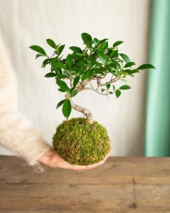 LA GREEN TOUCH - Kokedama - bonsai retusa